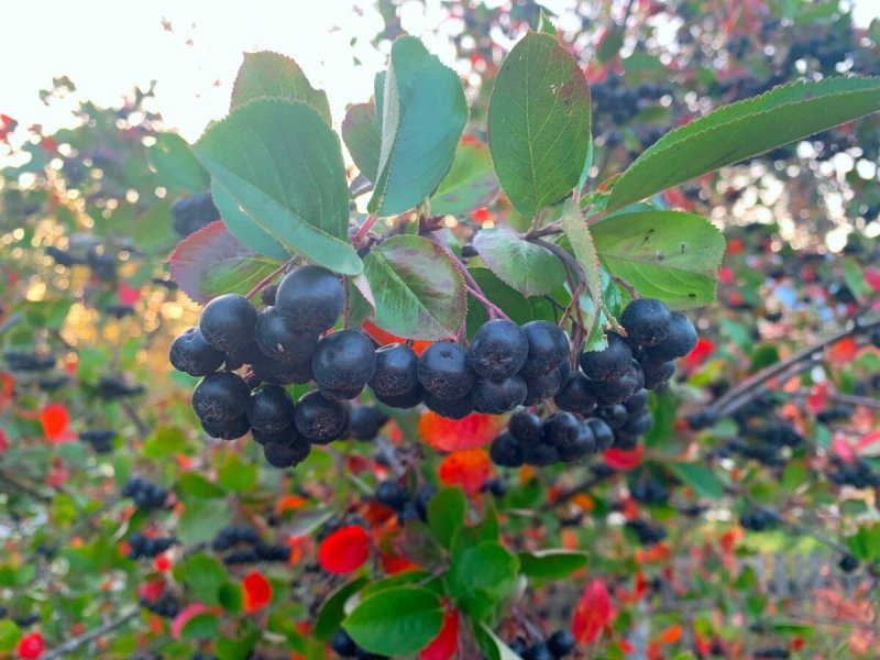 Рябина черноплодная (Aronia melanocarpa)