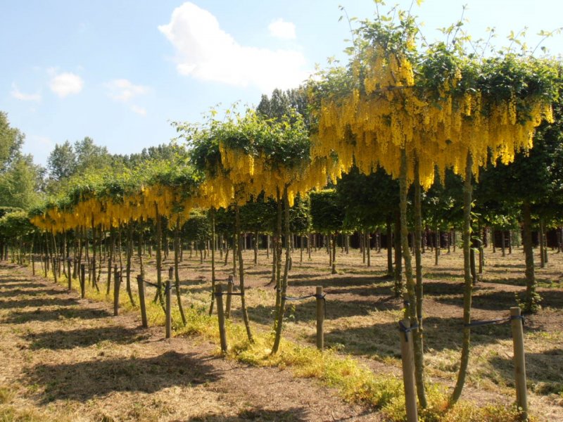 Laburnum alpinum. Бобовник Альпийский