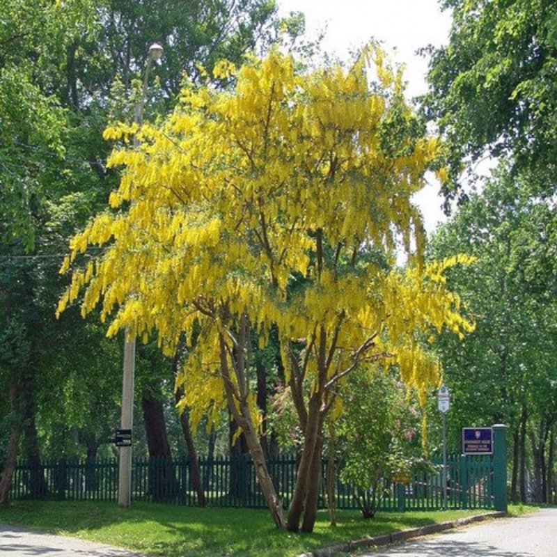 Бобовник кустарник