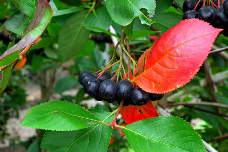 Aronia Black Fruit