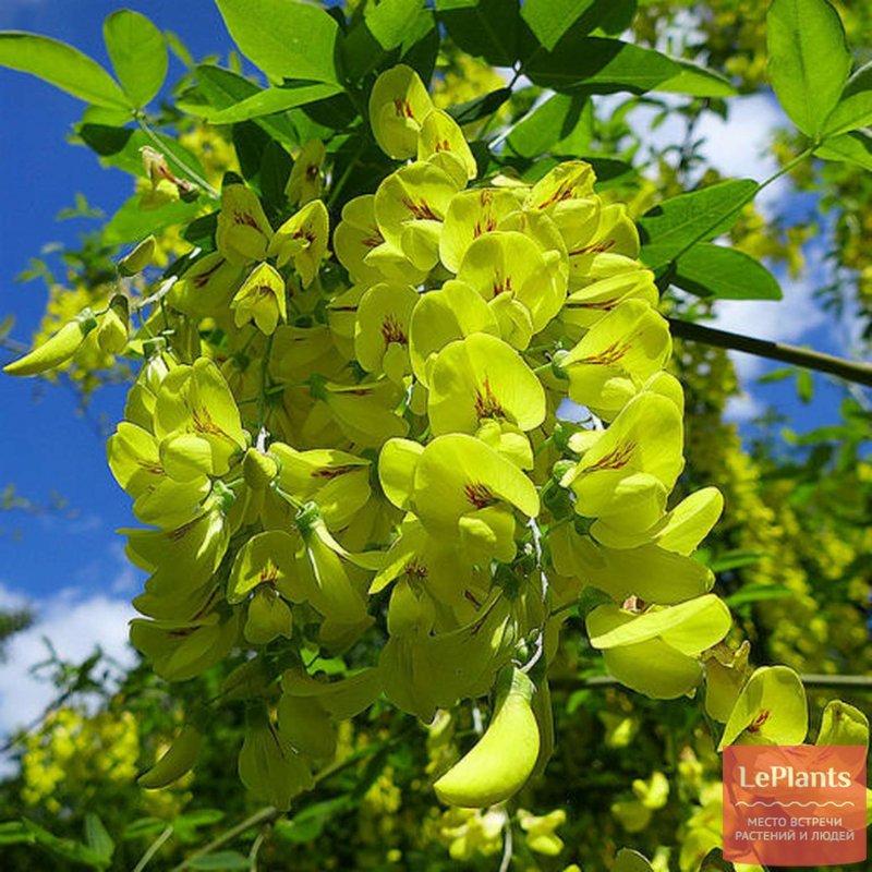 Laburnum Watereri 'Vossii'