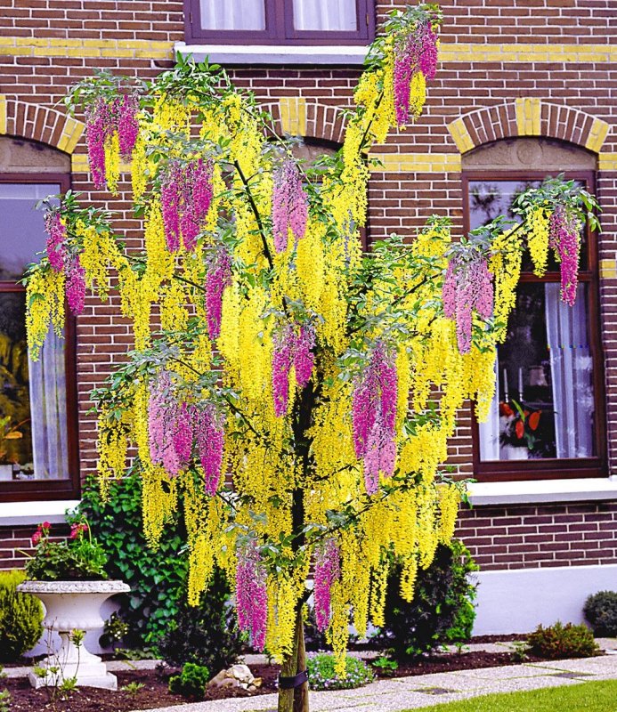 Бобовник Ватерера (Laburnum Watereri Vossii) c10 multistem