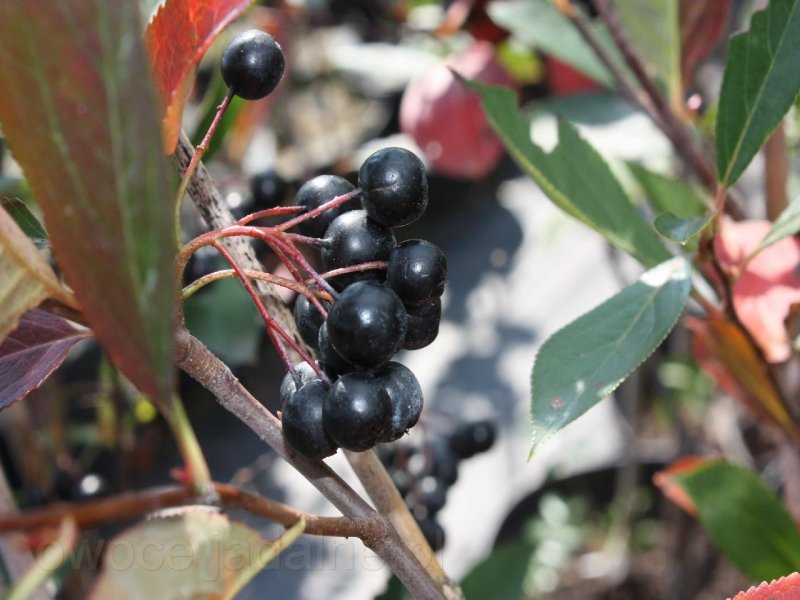 Арония черноплодная (Aronia melanocarpa)