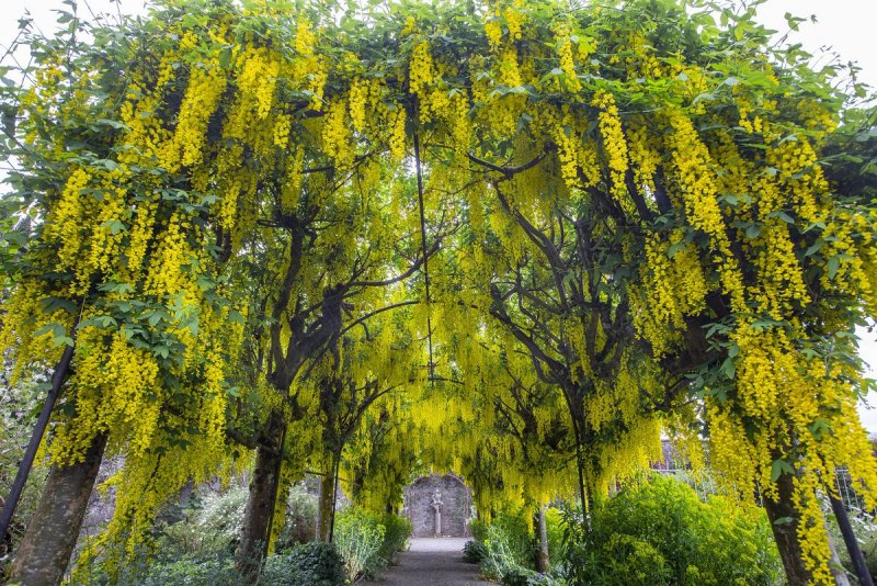 Laburnum alpinum. Бобовник Альпийский