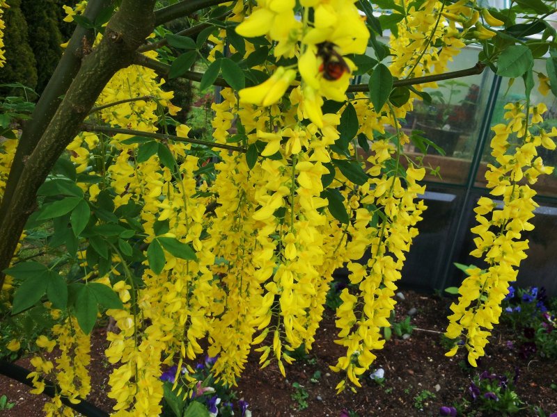 Бобовник Laburnum