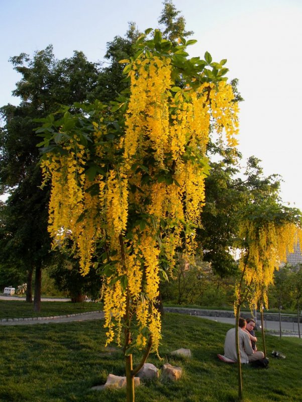 Laburnum Watereri 'Vossii'