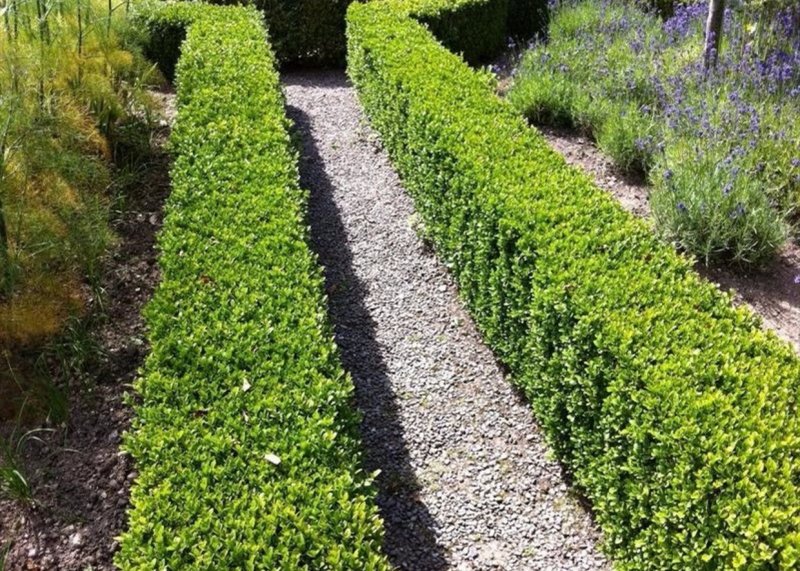 Buxus sempervirens изгородь