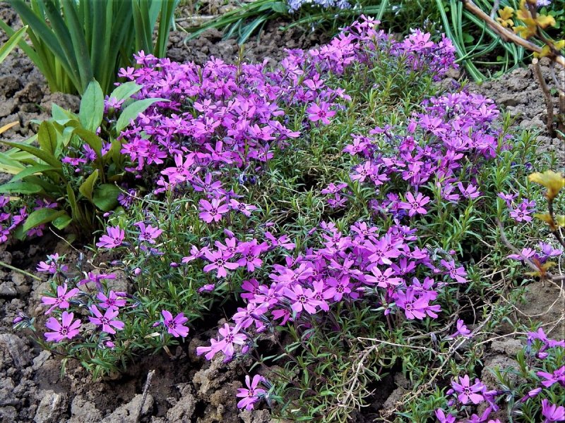 Флокс шиловидный Atropurpurea
