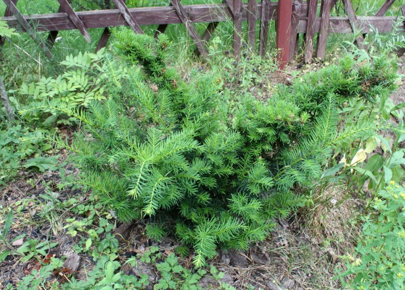 Тис ягодный Taxus baccata elegantissima