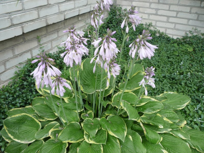 Хоста (Hosta) Aureomarginata