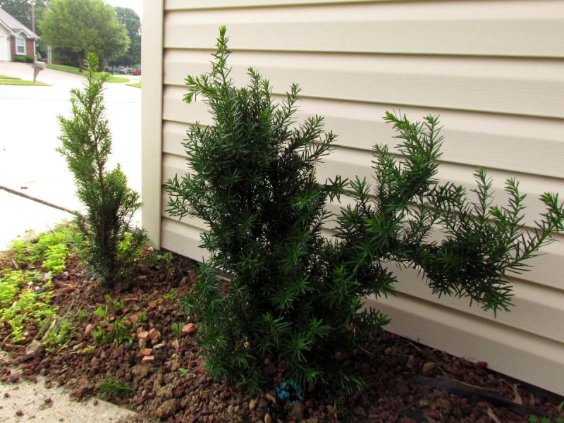 Taxus Media Hillii
