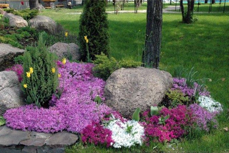 Флокс шиловидный крекер Джек фото и описание