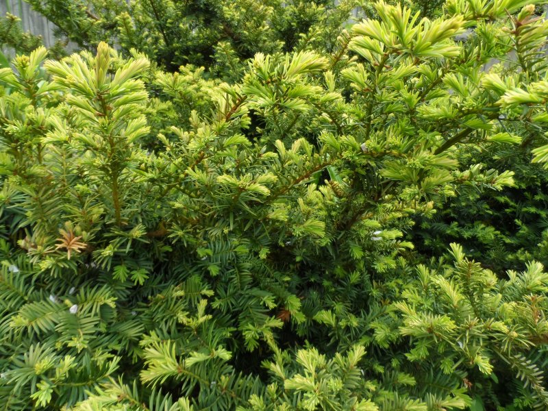 Тис ягодный (Taxus baccata David p9)