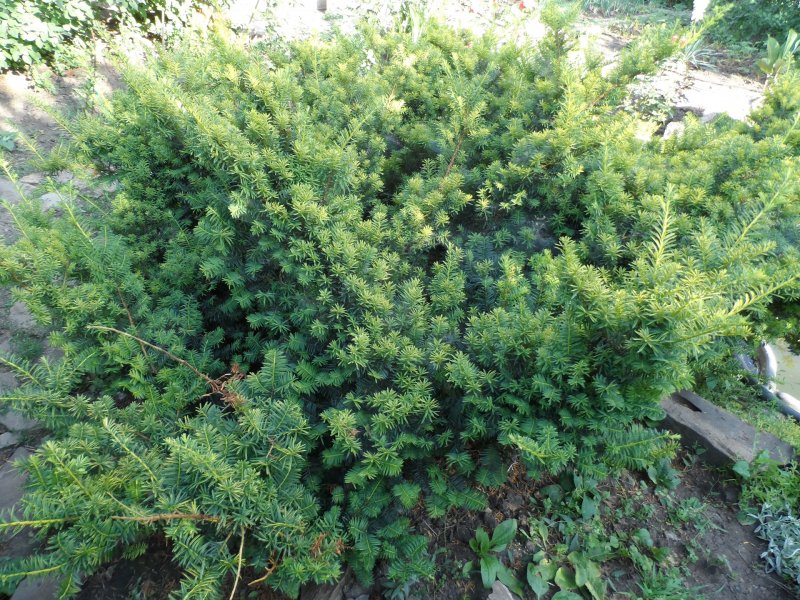 Taxus baccata elegantissima с ягодами