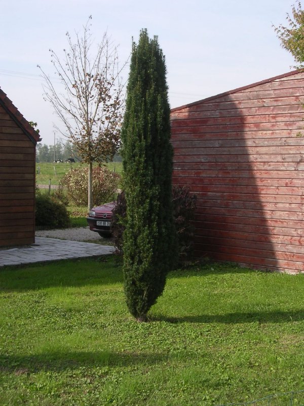 Туя Западная Элегантиссима