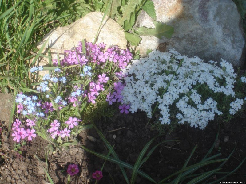 Флокс субулата