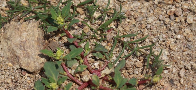Chenopodium glaucum l. – Марь сизая