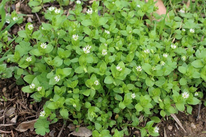 Звездчатка средняя (Stellaria Media)