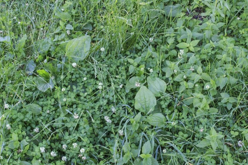 Crabgrass сорняк