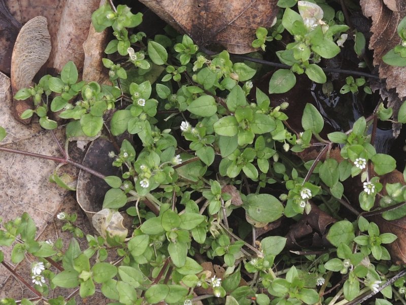 Якорцы стелющиеся (Tribulus terrestris)