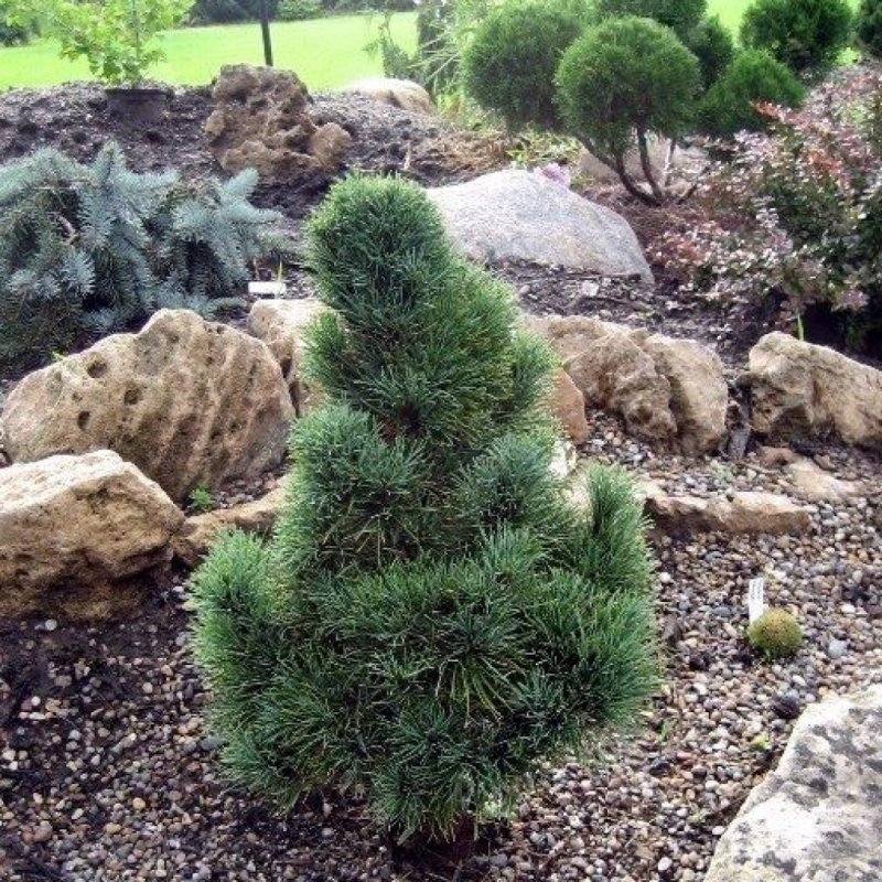 Pinus Cembra 'columnaris'