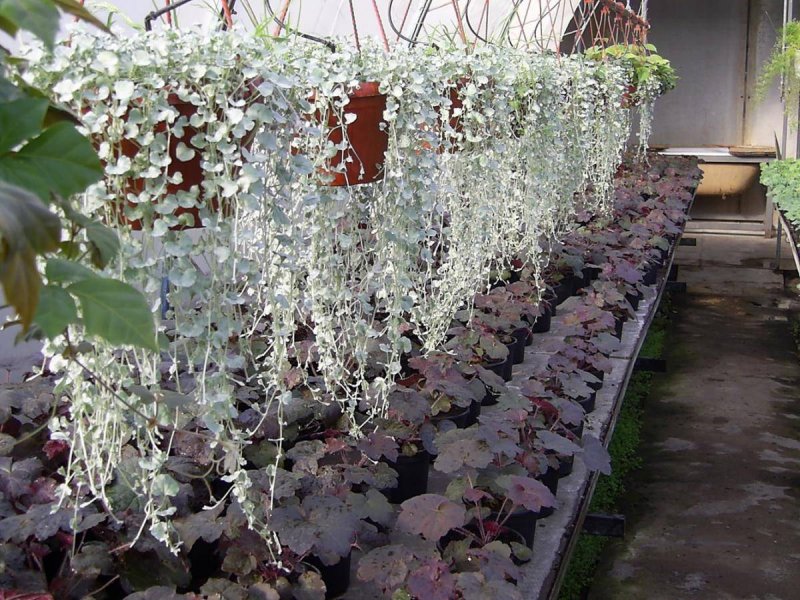 Dichondra argentea Silver Falls