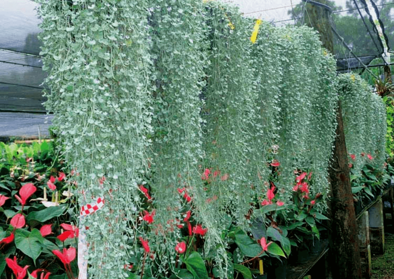 Дихондра ползучая (Dichondra repens) Silver Falls