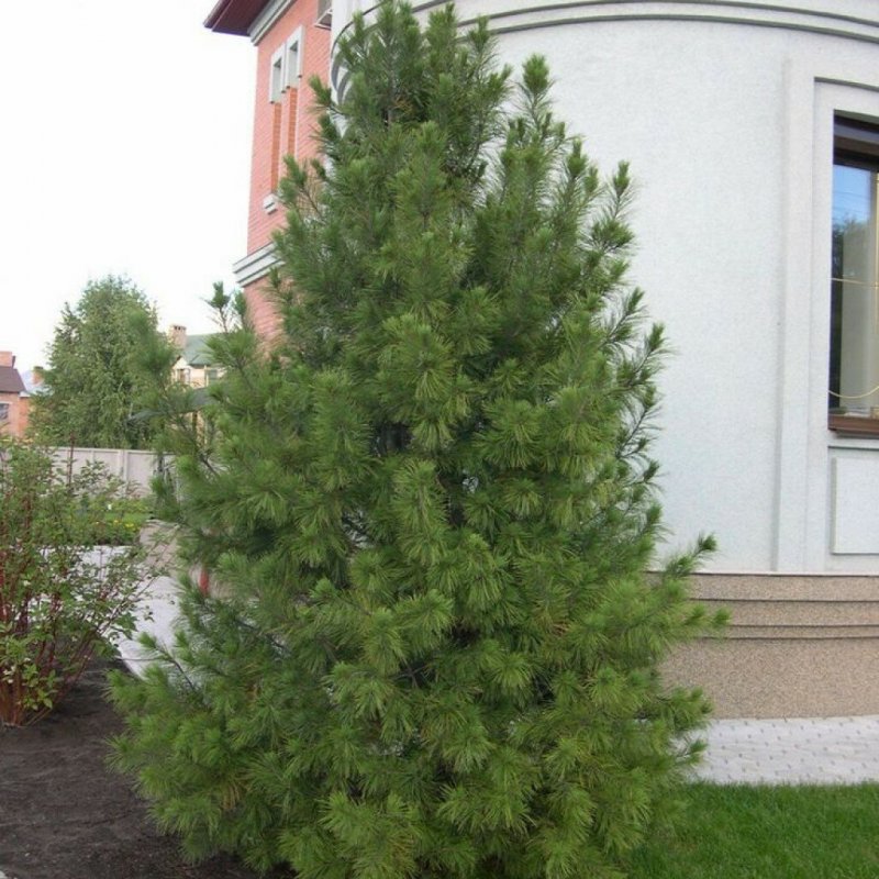 Ниваки из Oregon Green