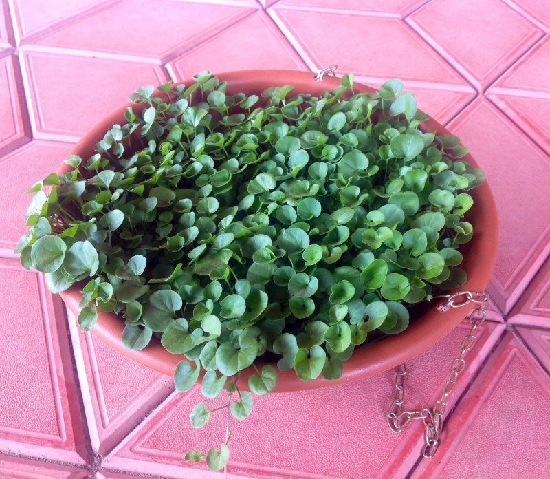 Дихондра ползучая (Dichondra repens) Silver Falls