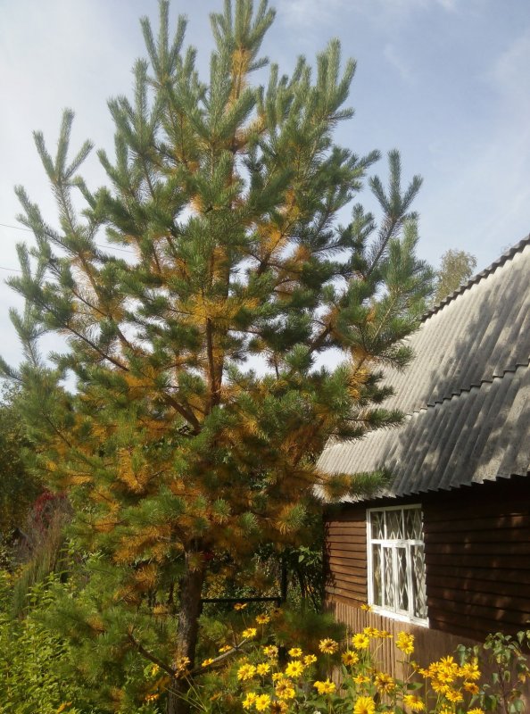 Сосны на дачном участке
