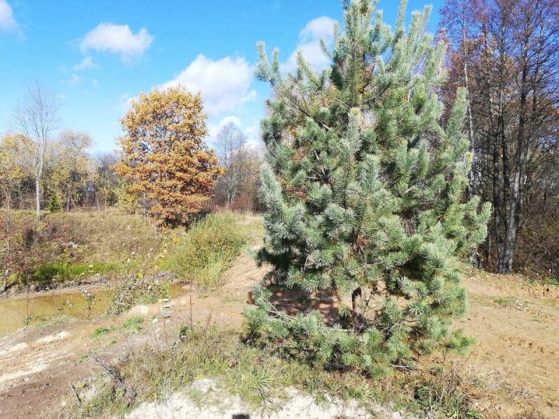Лиственница Сибирская питомник