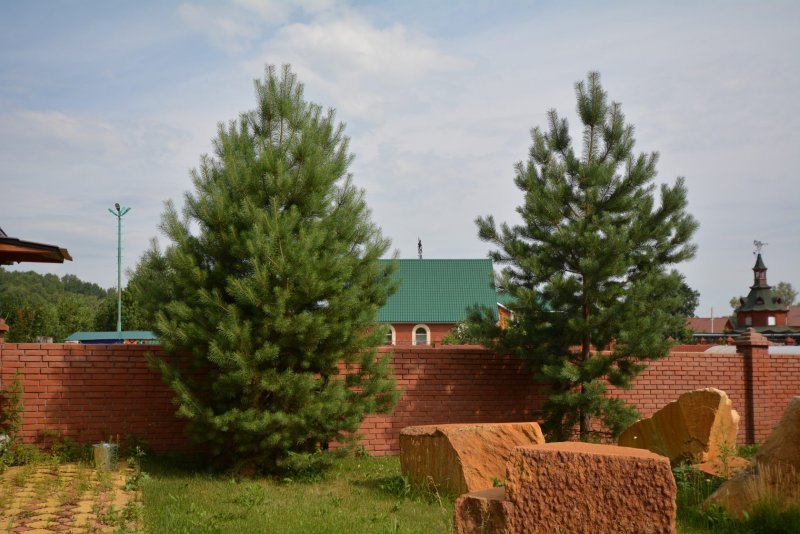 Сосна Горная Мугус изгородь
