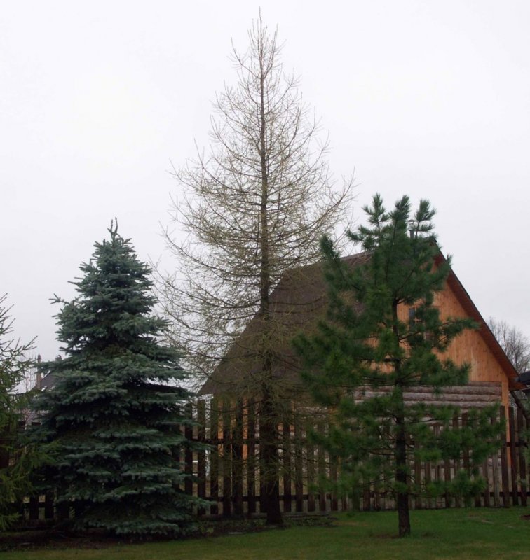 Ель Элеганс ландшафт