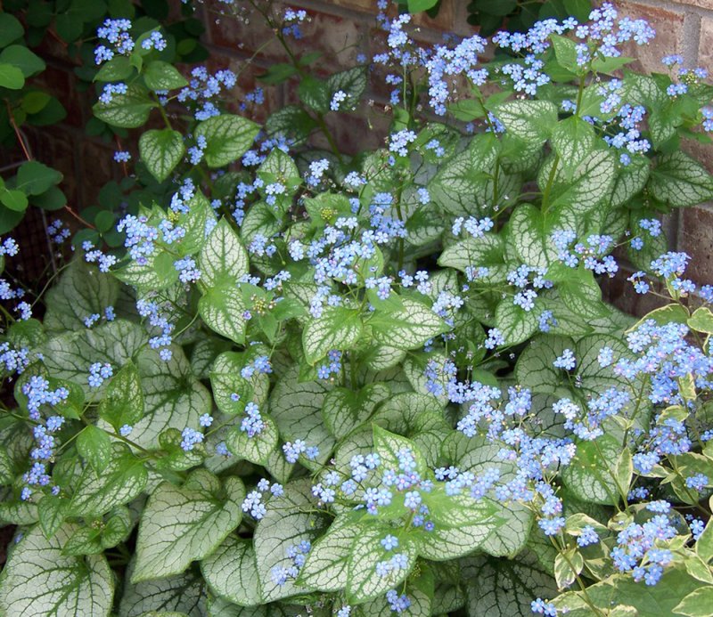 Бруннера крупнолистная Brunnera