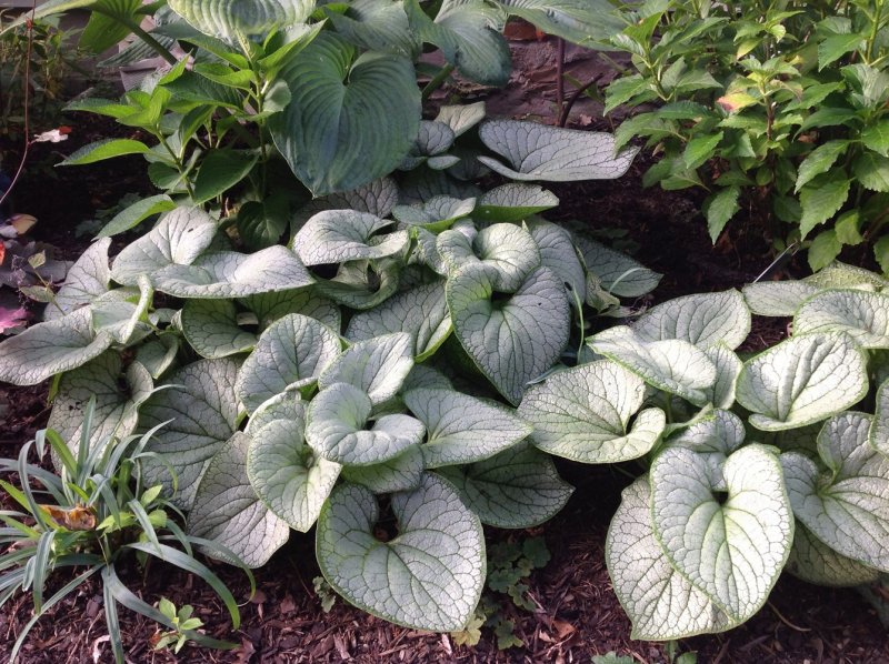 Бруннера крупнолистная (Brunnera macrophylla)