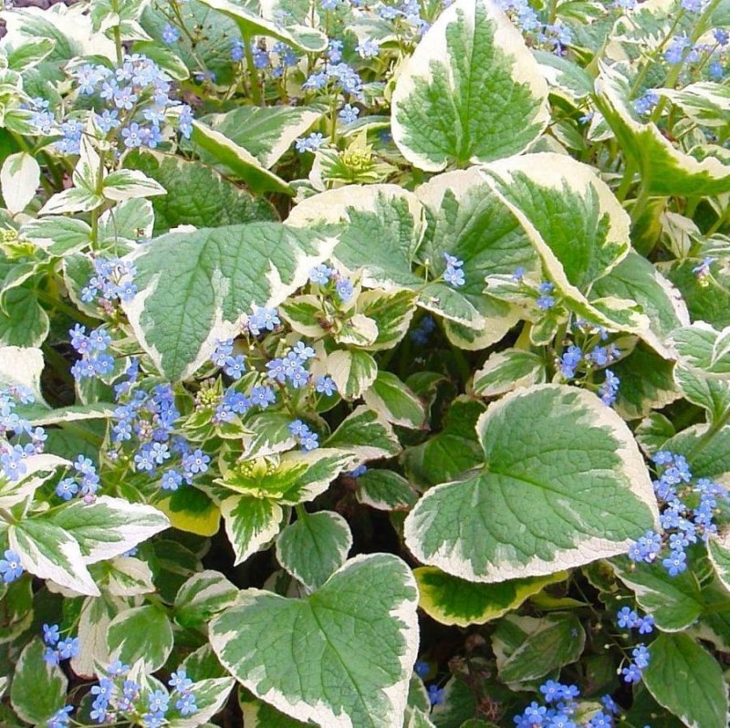 Бруннера macrophylla