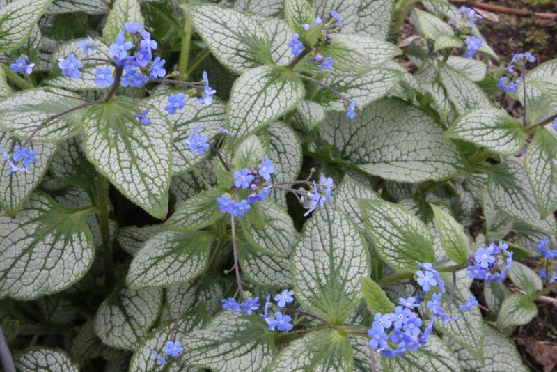 Бруннера крупнолистная Brunnera