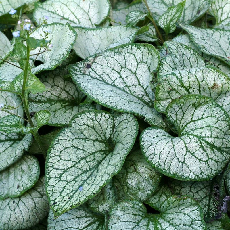 Бруннера крупнолистная variegata
