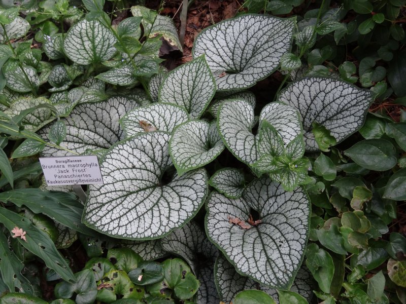 Brunnera macrophylla Sea Heart