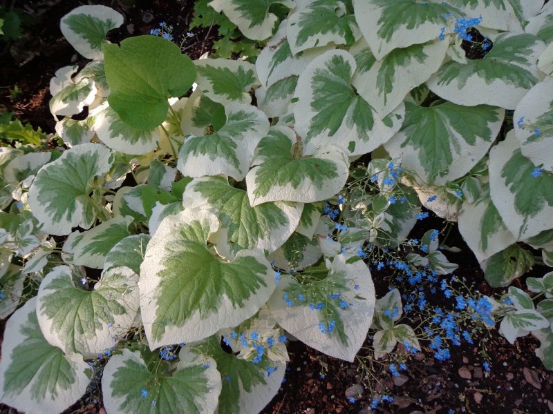 Бруннера macrophylla Silver Heart