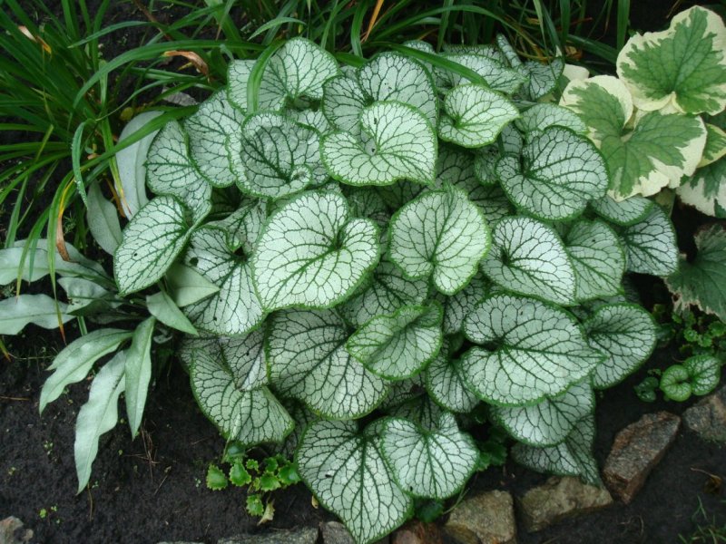 Бруннера Brunnera macrophylla