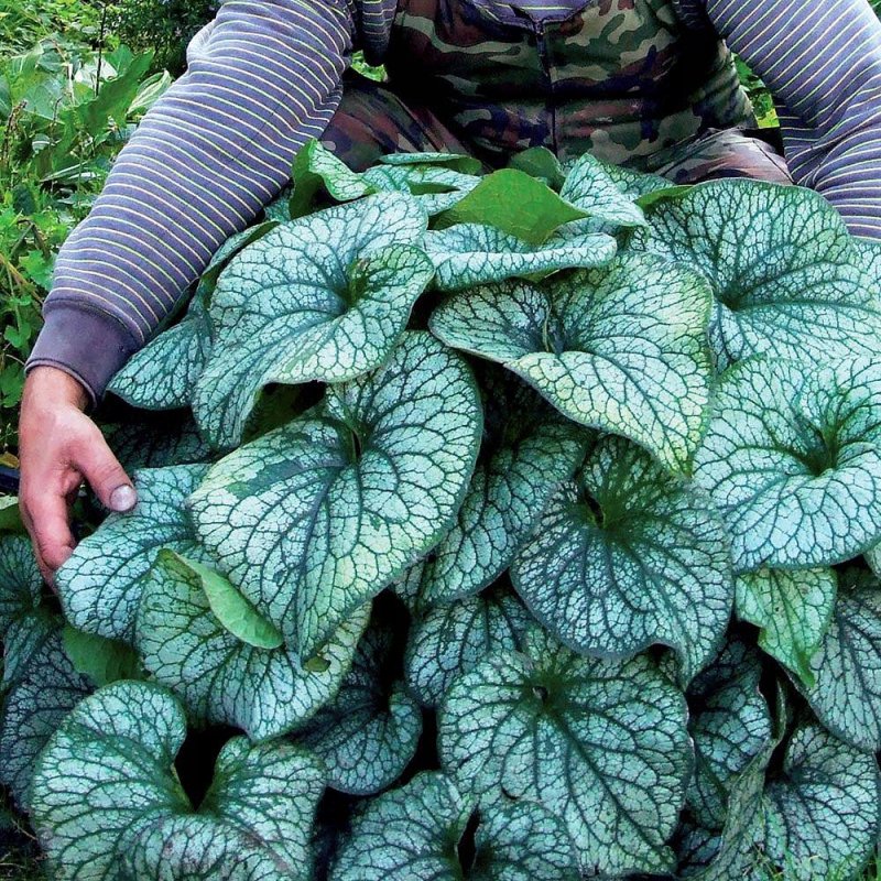 Brunnera macrophylla Silver Spear