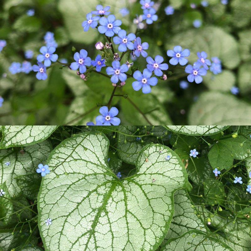 Бруннера крупнолистная variegata