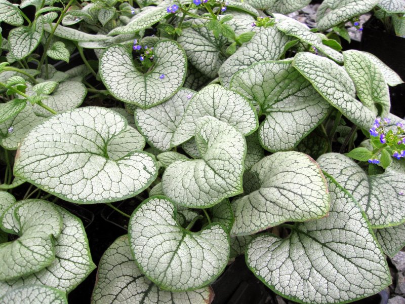 Brunnera macrophylla