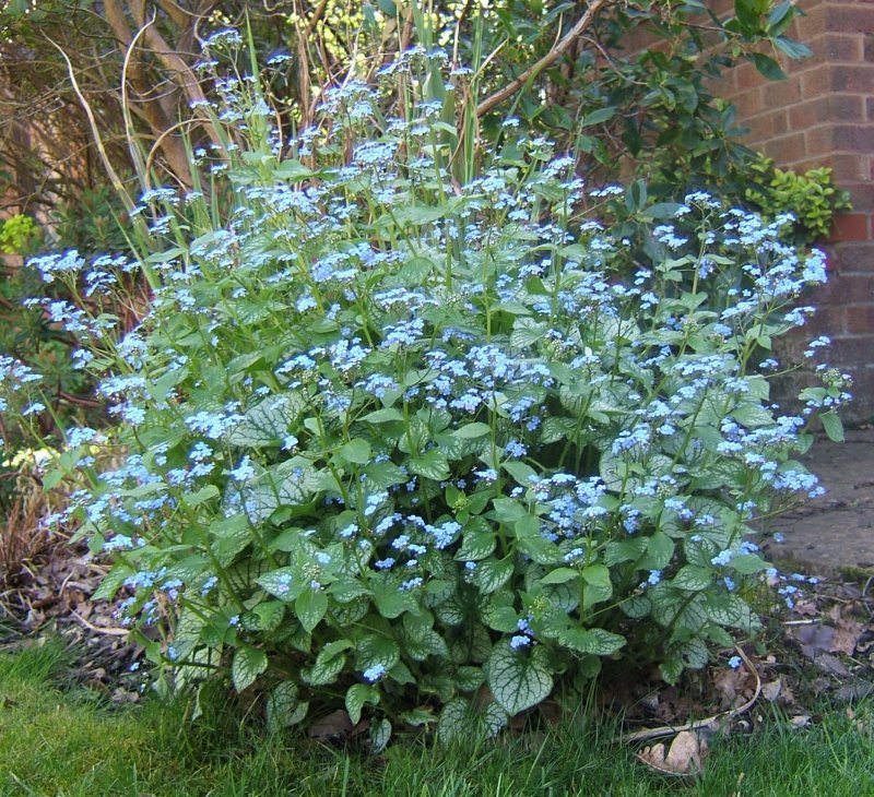 Brunnera macrophylla