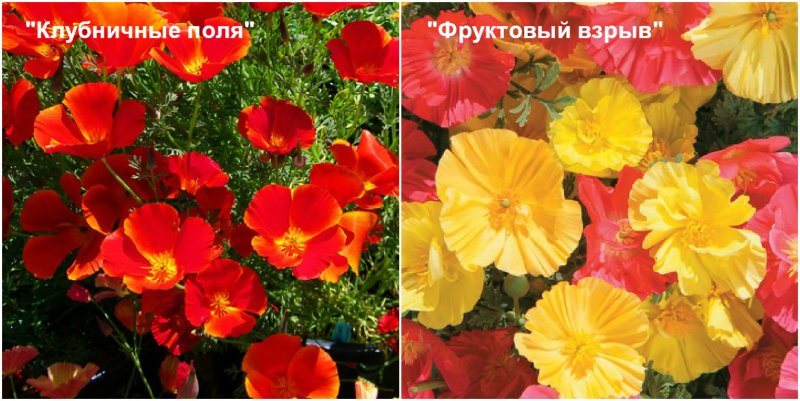 Эшшольция феерия Абрикосовая