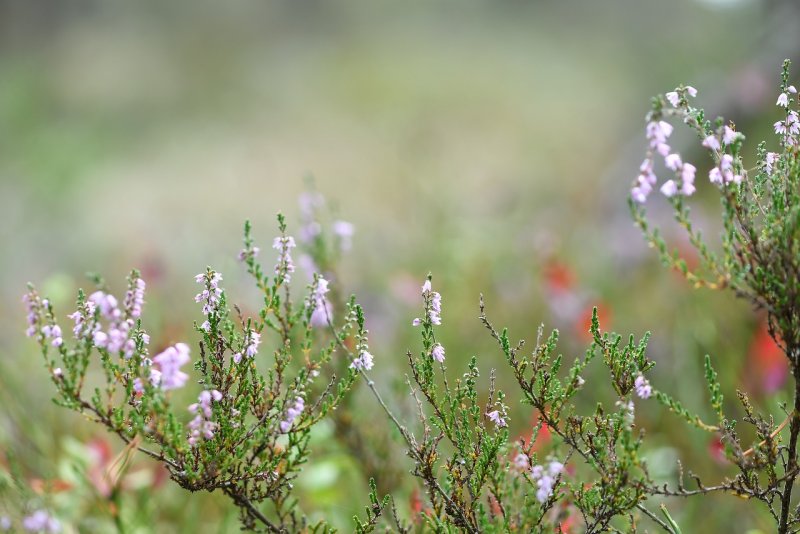 Ericaceae Erica