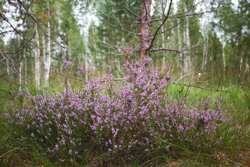 Карельский перешеек верески