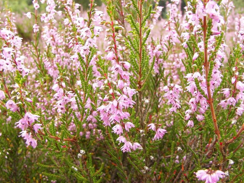 Вереск Calluna vulgaris Carmen