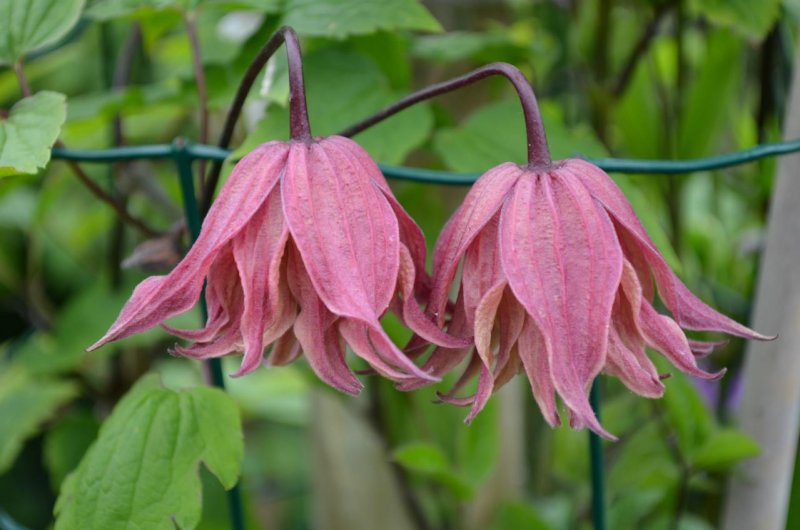 Clematis Koreana Amber